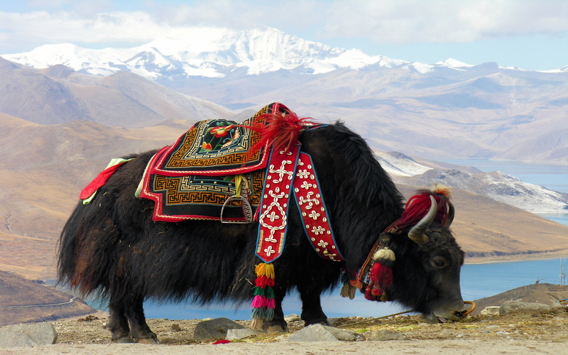 Bhutan Memories