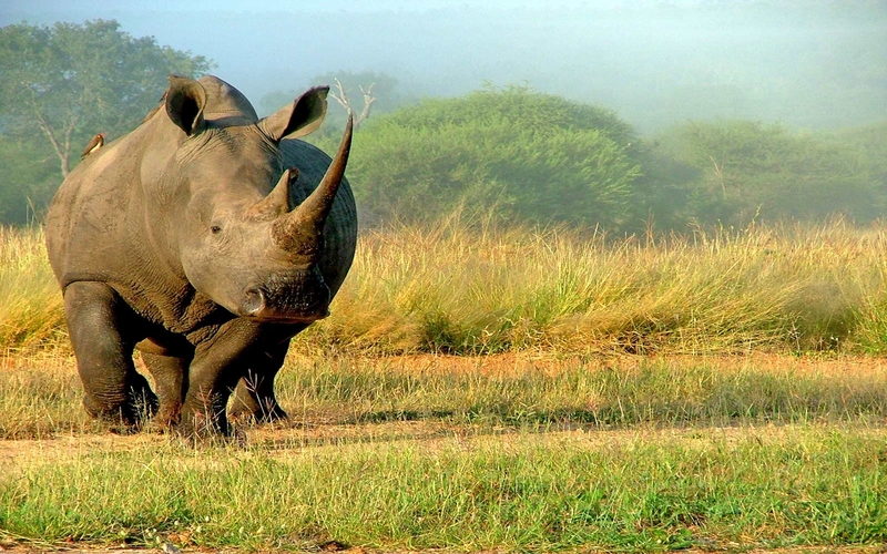 Rhinoland Tour - 3 Days