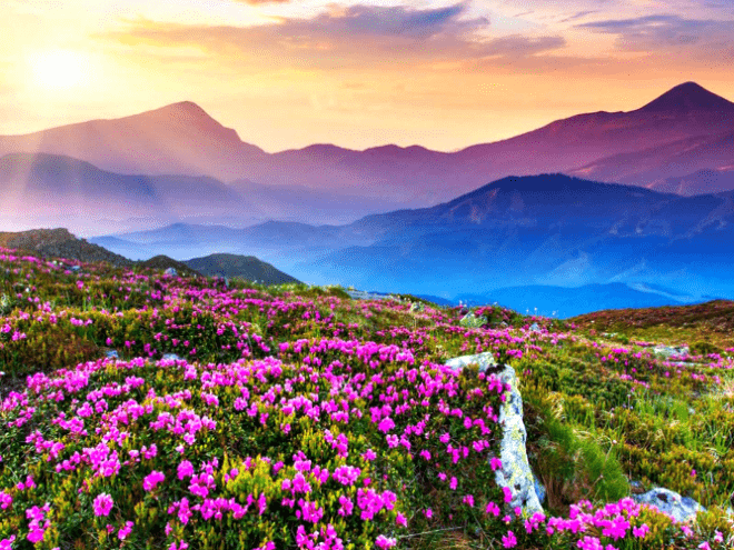 Valley of Flowers (Nubra Valley)