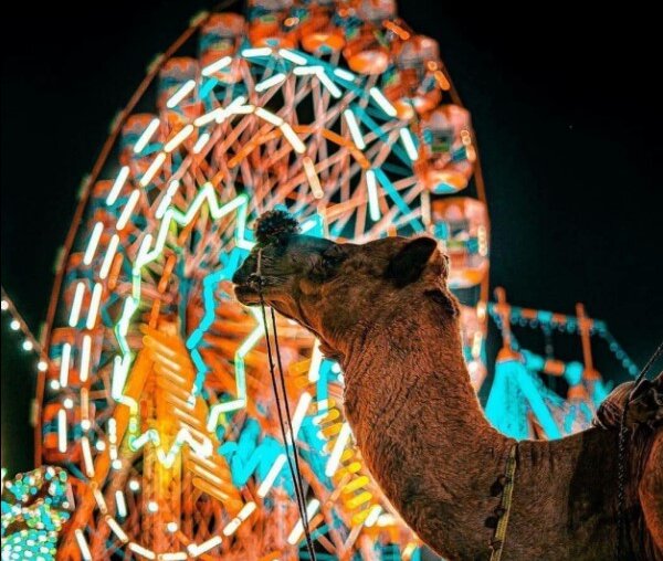 Festivals & Faith – Journey through Sacred Celebrations - Pushkar Fair: Where Traditions Gallop
